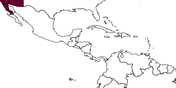 map of Perdita rhodogastra     Timberlake, 1954